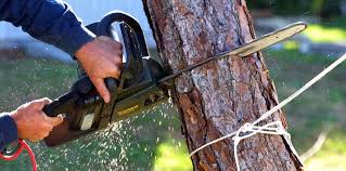 How Our Tree Care Process Works  in  Salisbury, NY