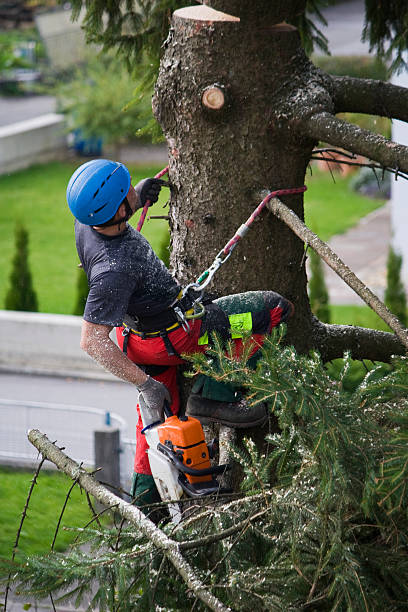 Salisbury, NY  Tree Services Company